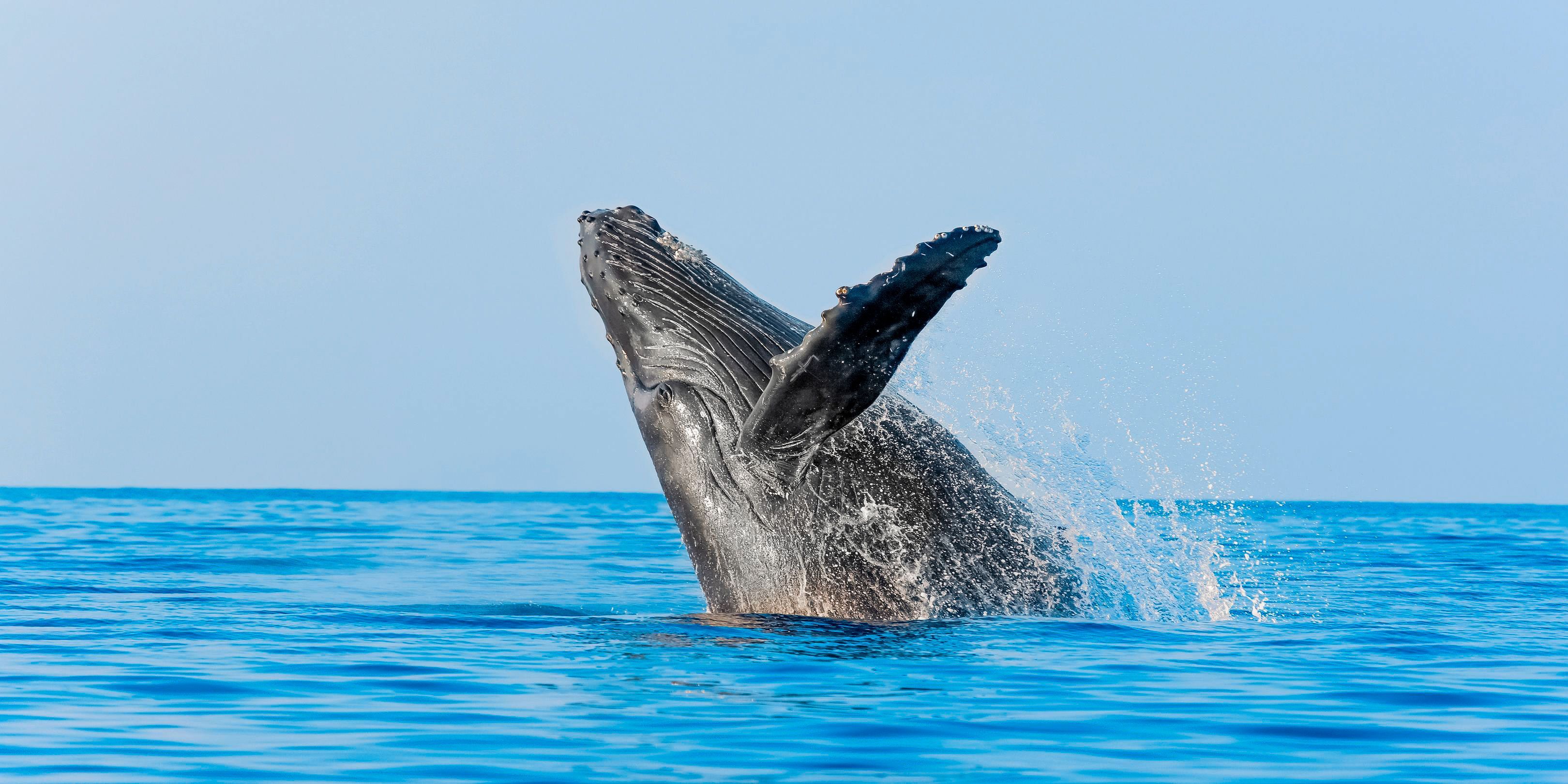 Incredible Whale Watching Experience