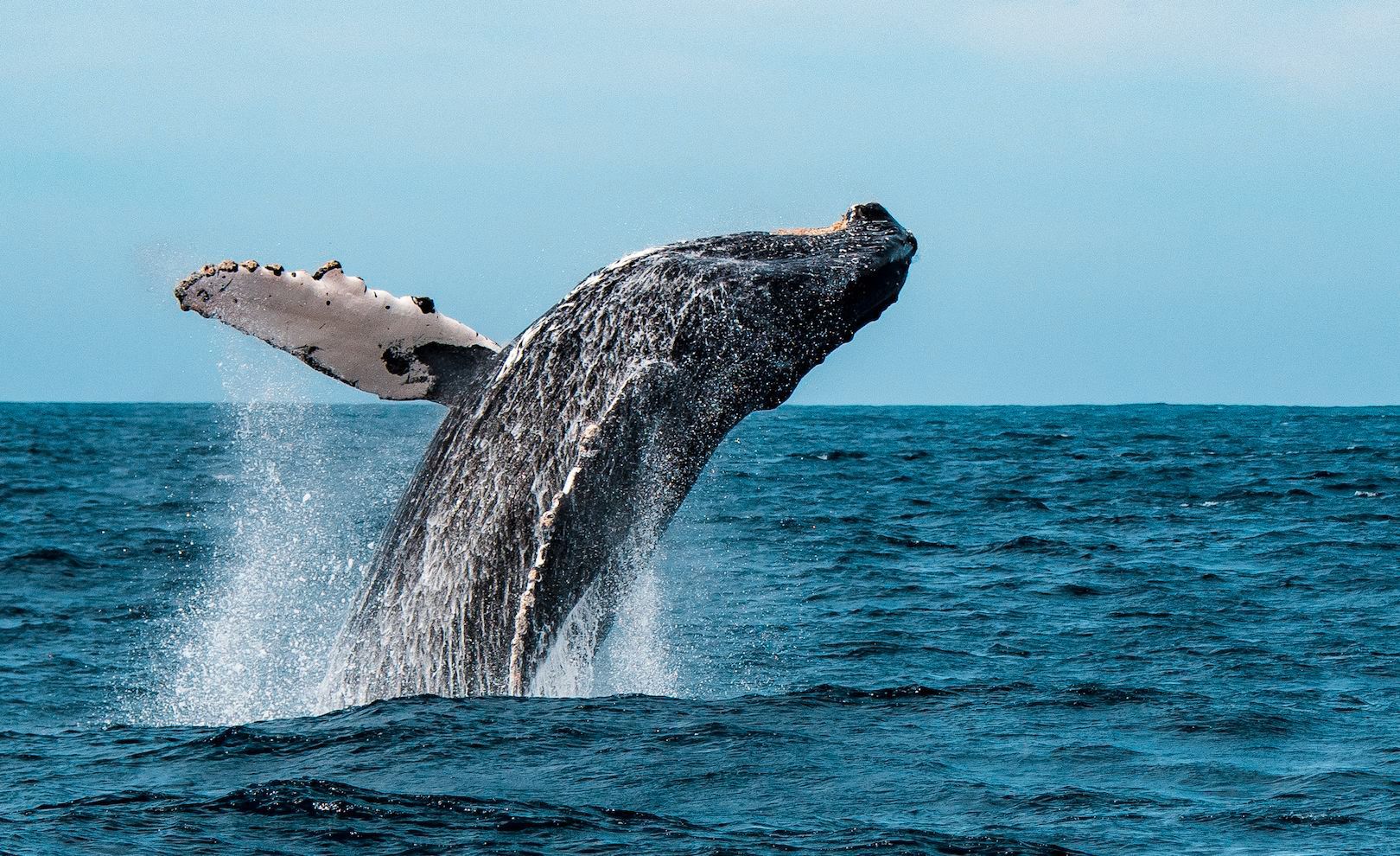 Whale Watching experience via Catamaran